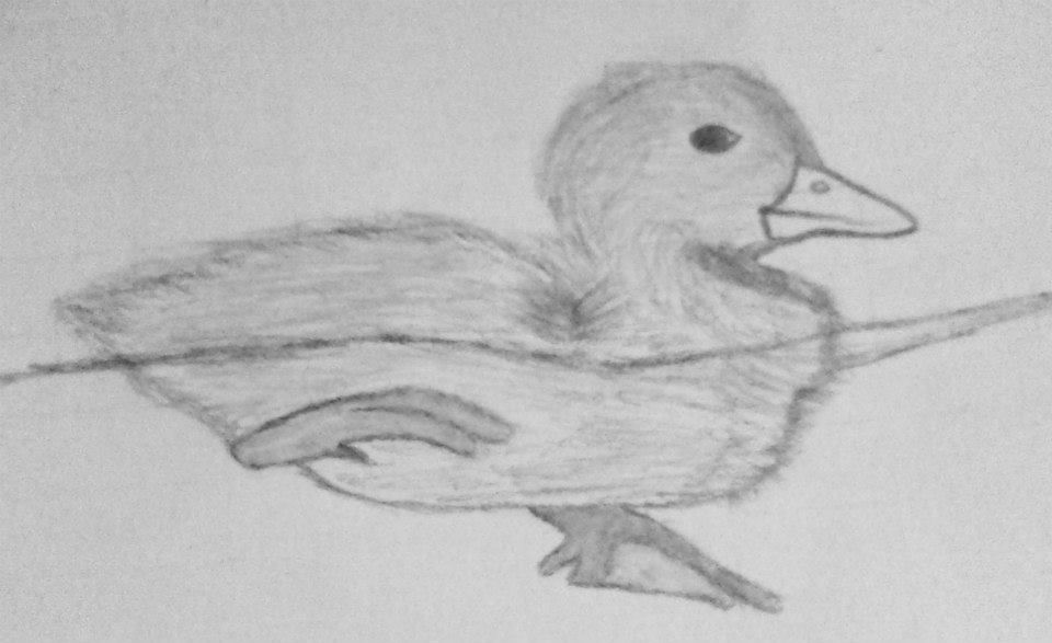 960x587 Baby Duck Floating Sketch My Sketchbook ) - Baby Duck Sketch