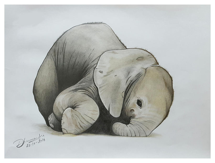 900x681 Baby Elephant Realistic Color Pencil Sketch Drawing By Sketches In - Baby Elephant Sketch