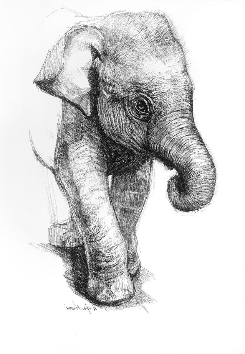 Baby Elephant Sketch at PaintingValley.com | Explore collection of Baby ...