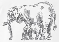 190x134 Baby Elephant Animal Sketch Wildlife Vector Image By Andriy - Baby Elephant Sketch