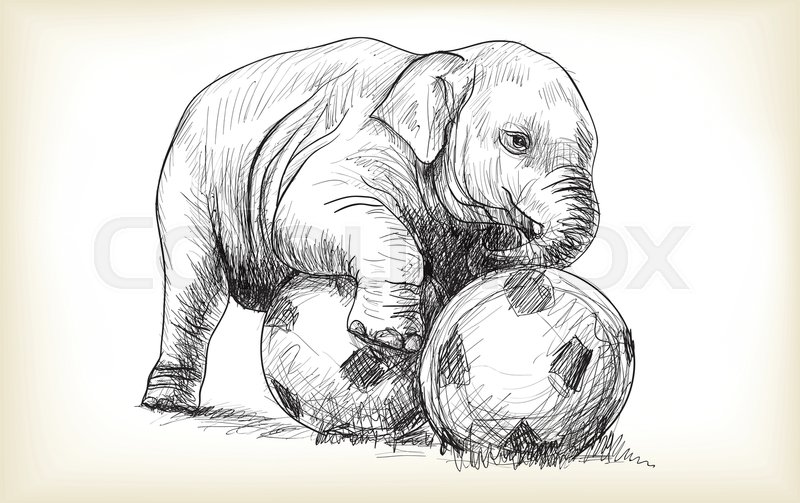 800x503 Baby Elephant Playing Football, Sketch And Free Hand Draw - Baby Elephant Sketch