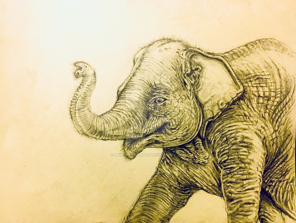 1024x771 Baby Elephant Sketch By Mikelherrlinger - Baby Elephant Sketch