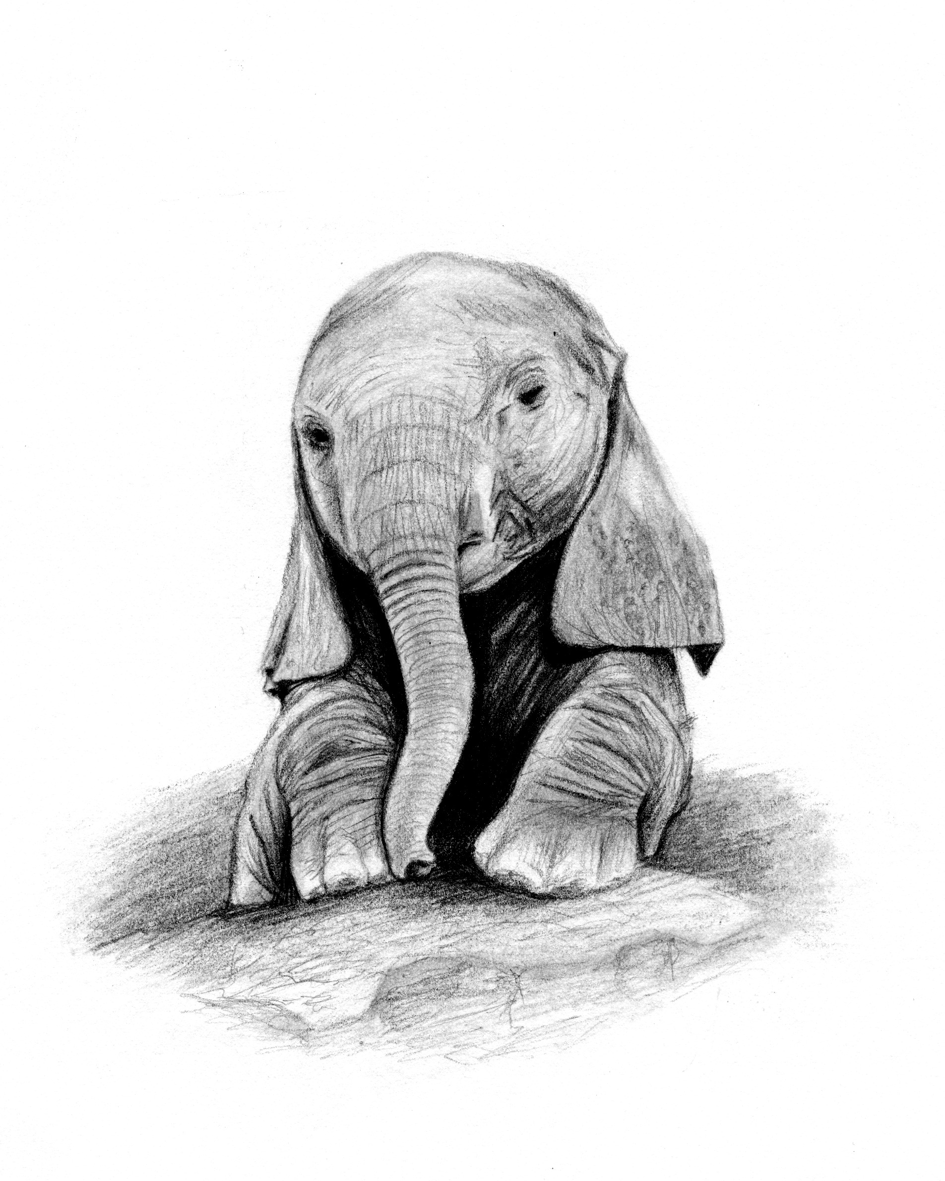 Baby Elephant Sketch at Explore collection of Baby