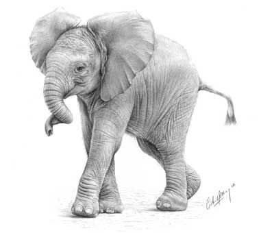 381x340 Pin By Vicki Davis On Drawings In Pencil Drawings - Baby Elephant Sketch