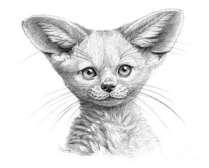 300x241 Baby Fox Drawings Pixels - Baby Fox Sketch