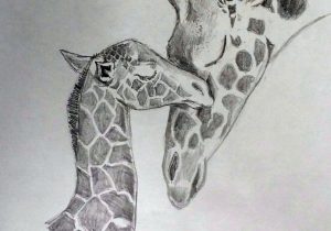 300x210 Baby Giraffe Sketch Baby Giraffehuntergirl463 - Baby Giraffe Sketch