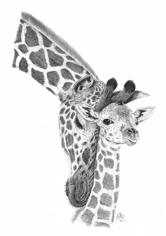 Baby Giraffe Sketch at PaintingValley.com | Explore collection of Baby ...