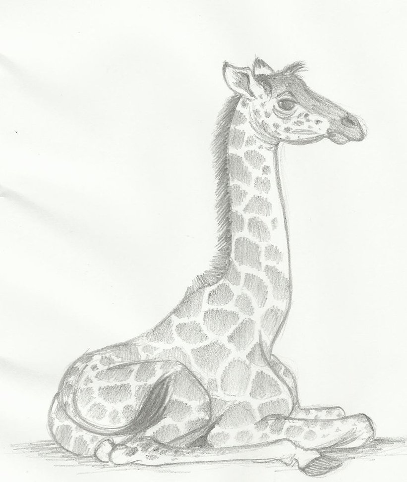821x973 Baby Giraffe By Huntergirl463 - Baby Giraffe Sketch