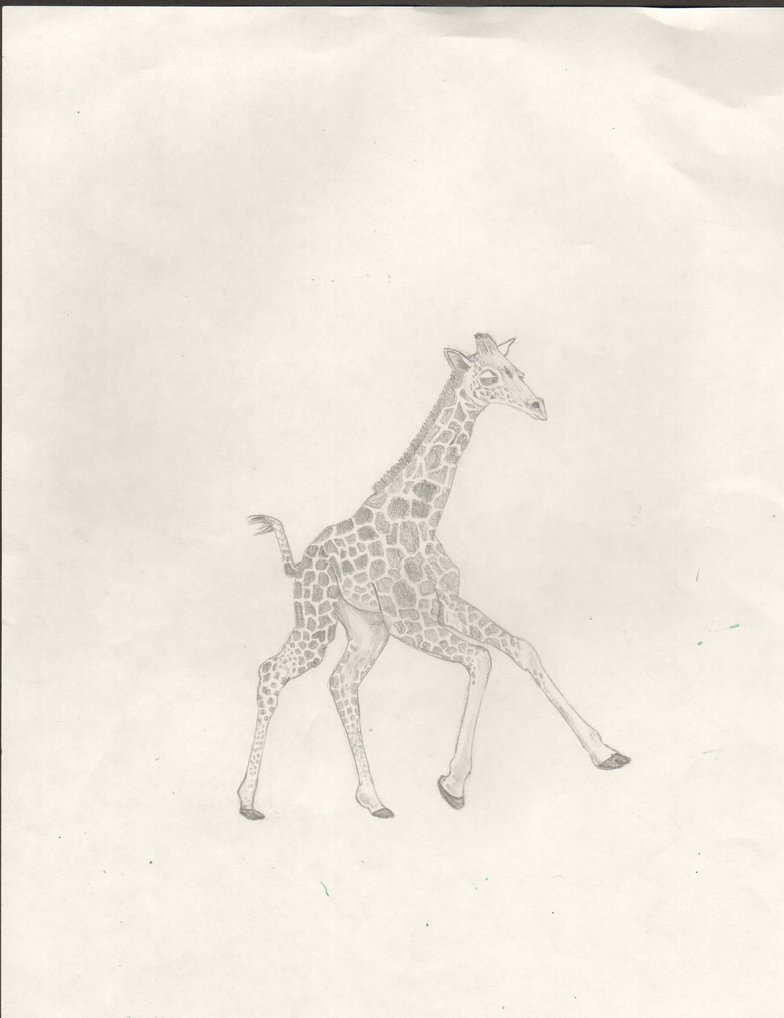 784x1018 Baby Giraffe Sketch By Walterbrick - Baby Giraffe Sketch