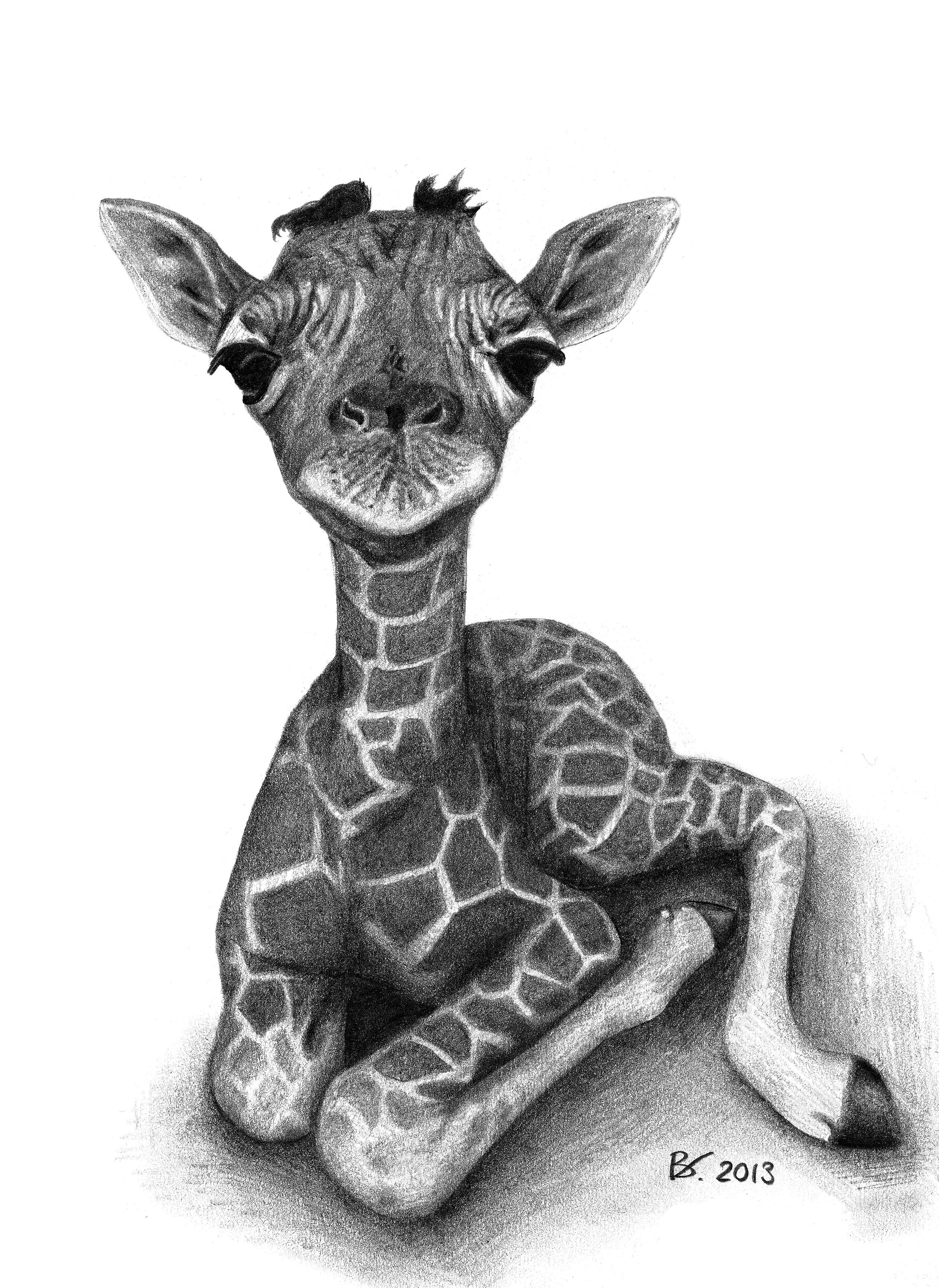 2525x3463 Drawing Of A Cute Baby Giraffe. Realism, Animal, Fine Arts. Art By - Baby Giraffe Sketch