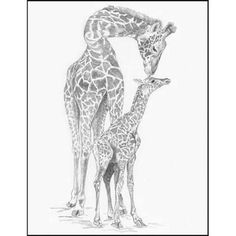 Baby Giraffe Sketch at PaintingValley.com | Explore collection of Baby ...