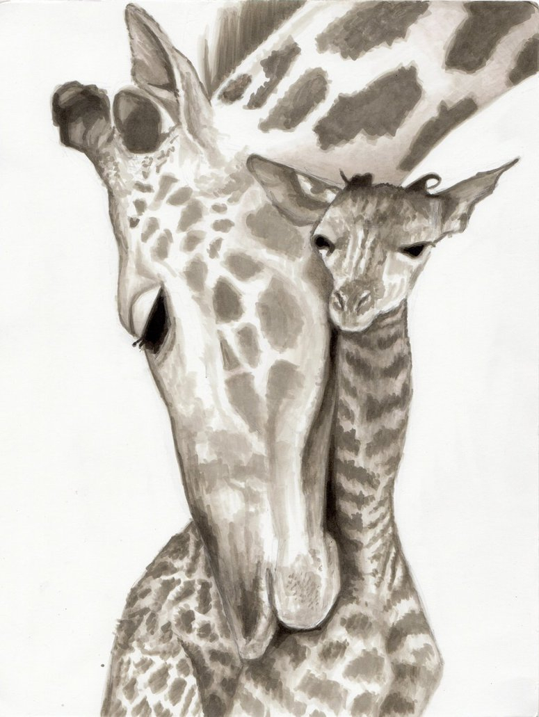 775x1031 Pencil Sketch Of Giraffe Baby Giraffe Pencil Drawing Images - Baby Giraffe Sketch