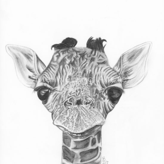 Baby Giraffe Sketch at PaintingValley.com | Explore collection of Baby ...
