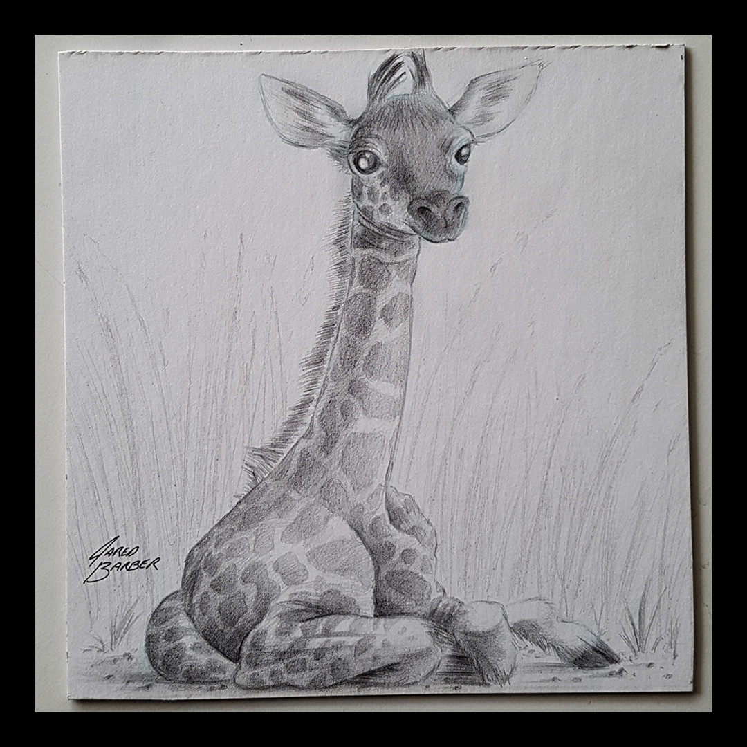 1080x1080 Artstation - Baby Giraffe Sketch