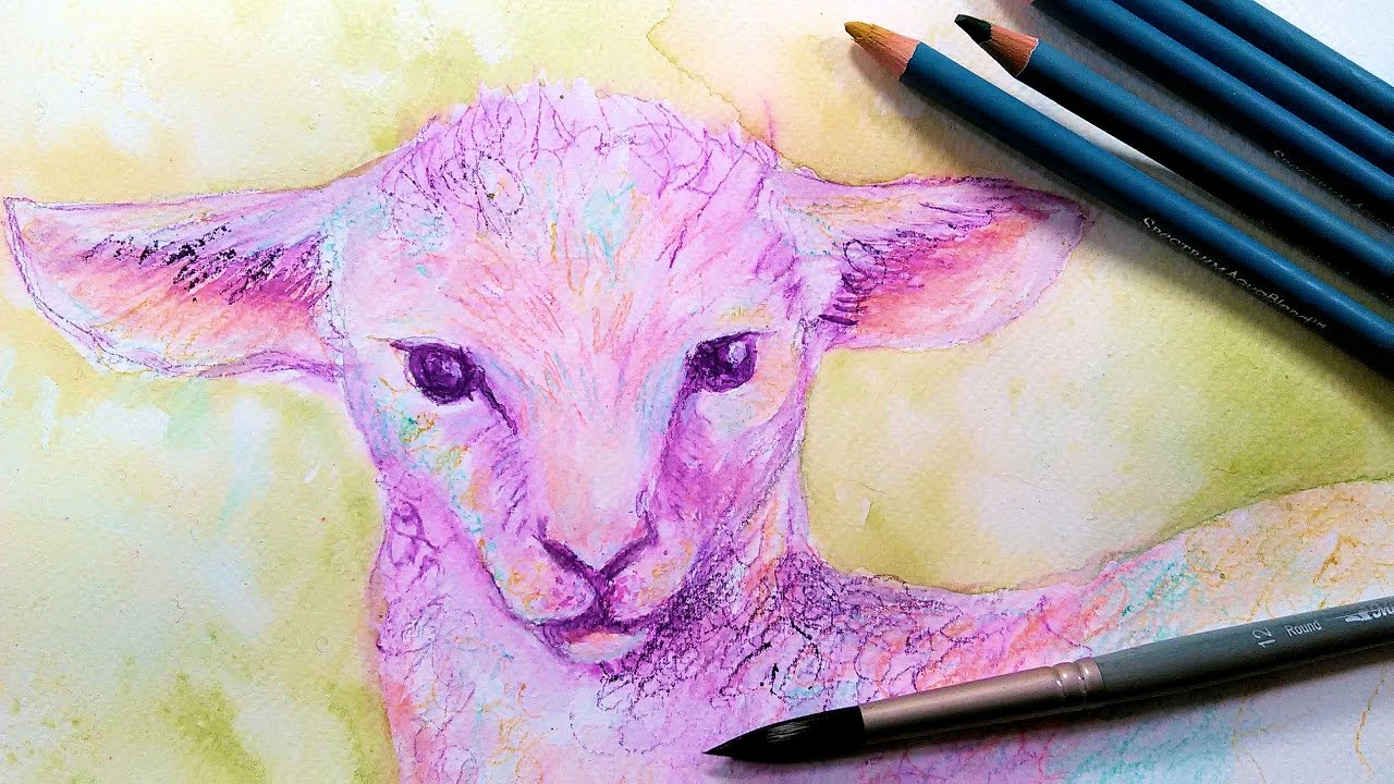 1280x720 Baby Lamb In Watercolor Pencil Easy Sketch Along! - Baby Lamb Sketch