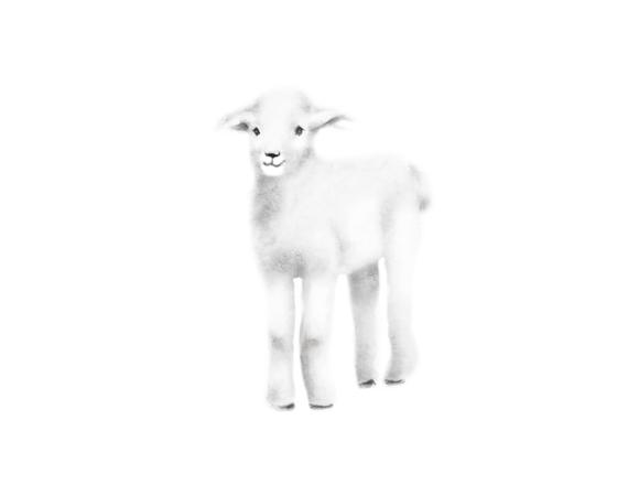 570x440 Lamb Nursery Art Baby Lamb Pencil Drawing Nursery Decor Etsy - Baby Lamb Sketch