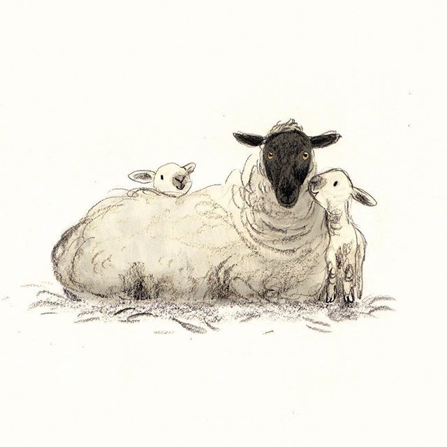 640x640 Pin By Joy Burlison On Illustrations Paintings Digital - Baby Lamb Sketch