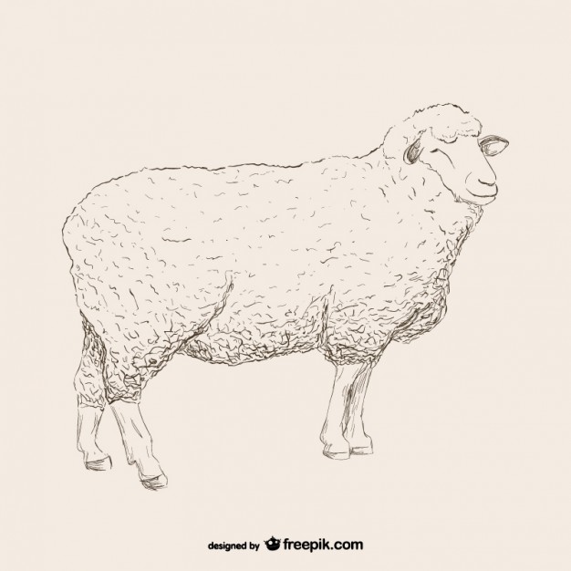 626x626 Sheep Vectors, Photos And Psd Files Free Download - Baby Lamb Sketch