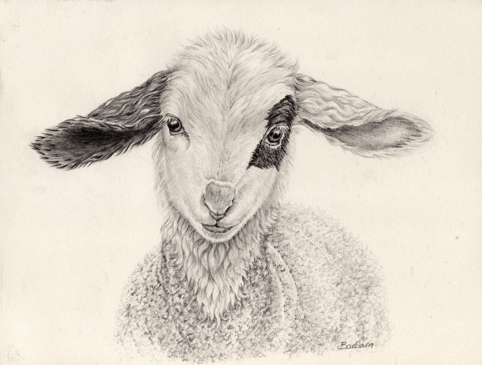 1600x1212 Sketching In Nature Happy Easter Animalux In 2018 - Baby Lamb Sketch