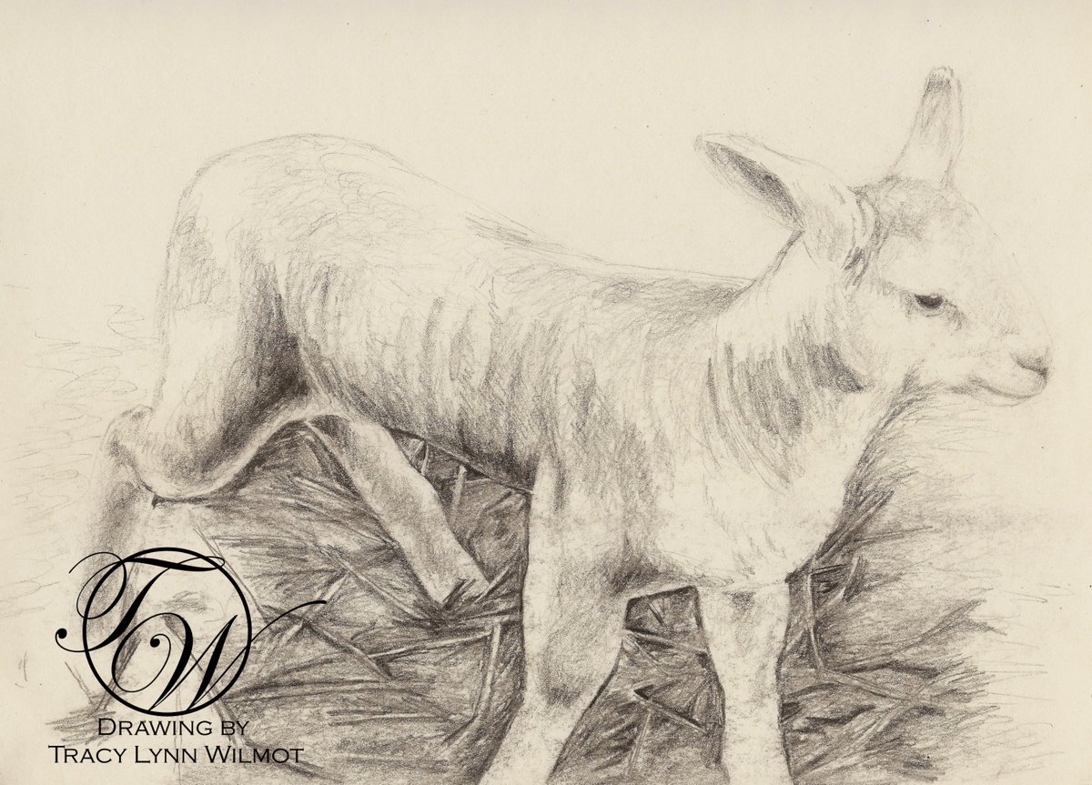 1200x863 Tracy Lynn Wilmot On Twitter Baby Lamb, Graphite On Paper - Baby Lamb Sketch