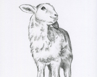 340x270 Baby Lamb Art Print. Nichola Cowdery. Painted Faces - Baby Lamb Sketch