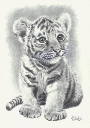 353x500 Pin By Brigid Pontrello On Sketches Drawings, Pencil - Baby Lion Sketch