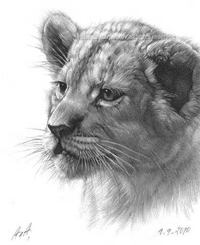 393x480 Baby Lion Drawings - Baby Lion Sketch