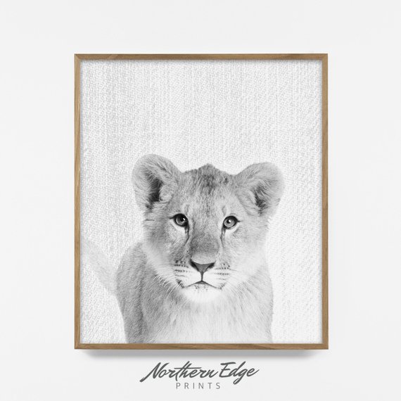 570x570 Bw Baby Lion Print Peekaboo Animal Nursery Art Printable Etsy - Baby Lion Sketch