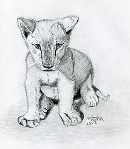 261x300 Baby Lion Drawings Fine Art America - Baby Lion Sketch