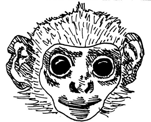 500x405 Baby Monkey Head Sketch 081507 Sharpies Abused Paper To - Baby Monkey Sketch