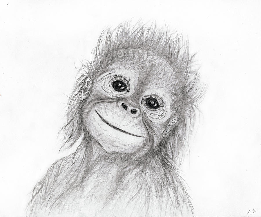 900x751 Baby Orangutan Drawing By Sergey Lukashin - Baby Monkey Sketch