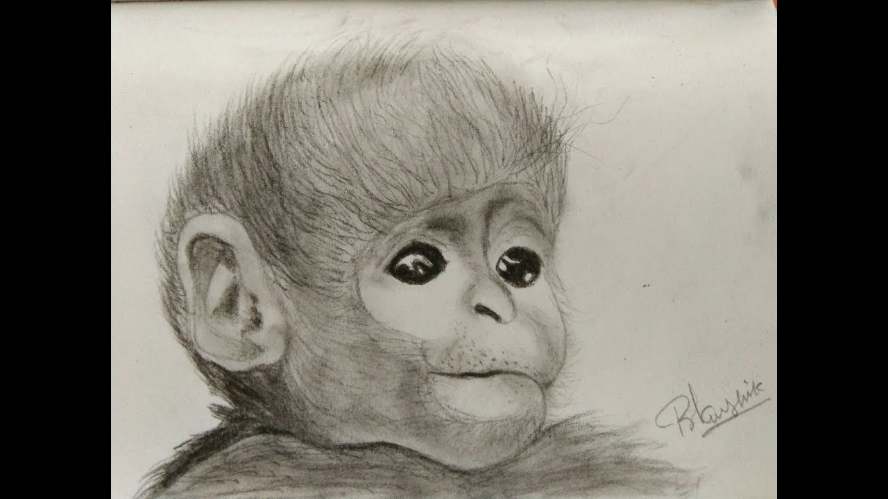 1280x720 Daily Drawing 08 How To Draw A Cute Baby Monkey Timelapse - Baby Monkey Sketch