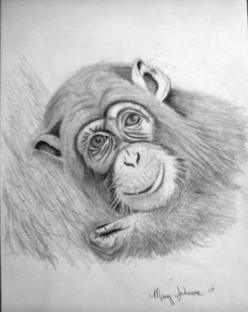 492x618 Baby Chimp Drawing By Mary Johnson - Baby Monkey Sketch