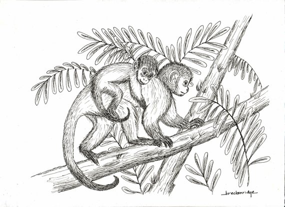 570x415 Mother And Baby Monkey Drawing Print Etsy - Baby Monkey Sketch
