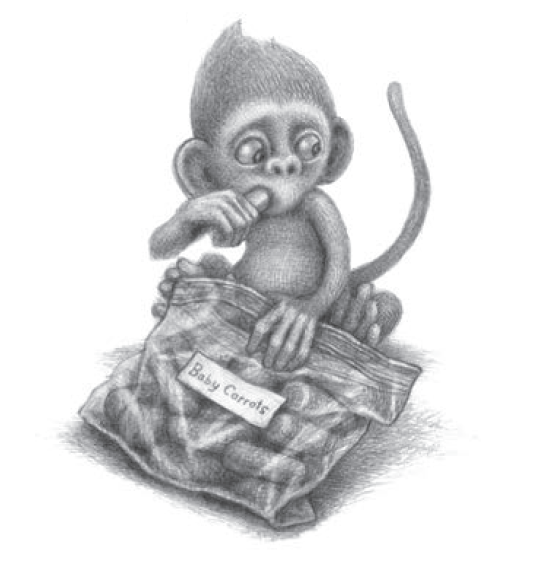 556x562 Baby Monkey, Private Eye - Baby Monkey Sketch