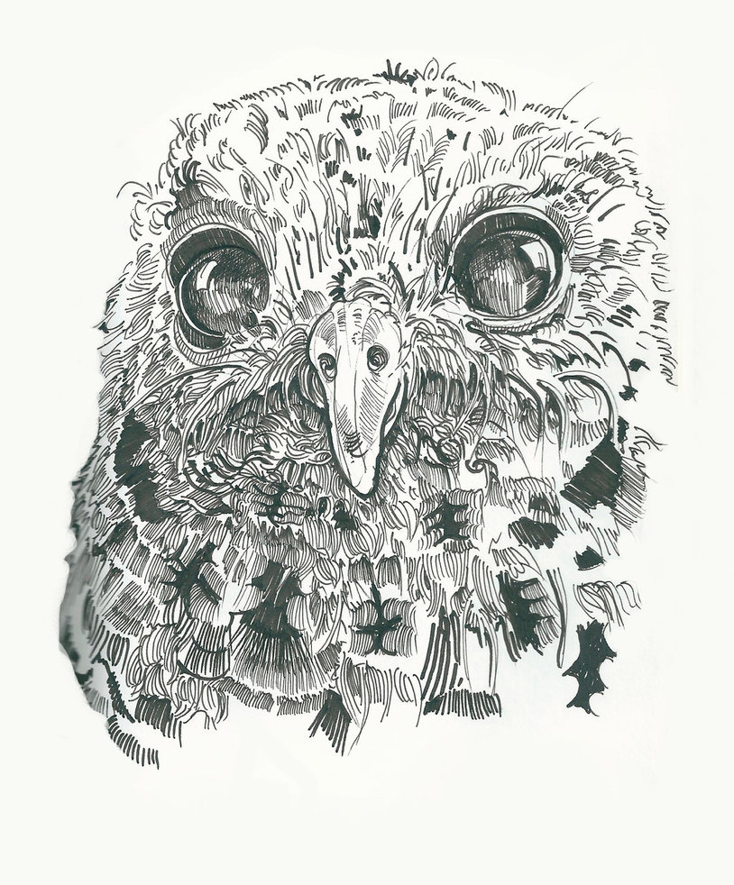 814x982 Baby Owl (Sketch 11) By Ymadness - Baby Owl Sketch