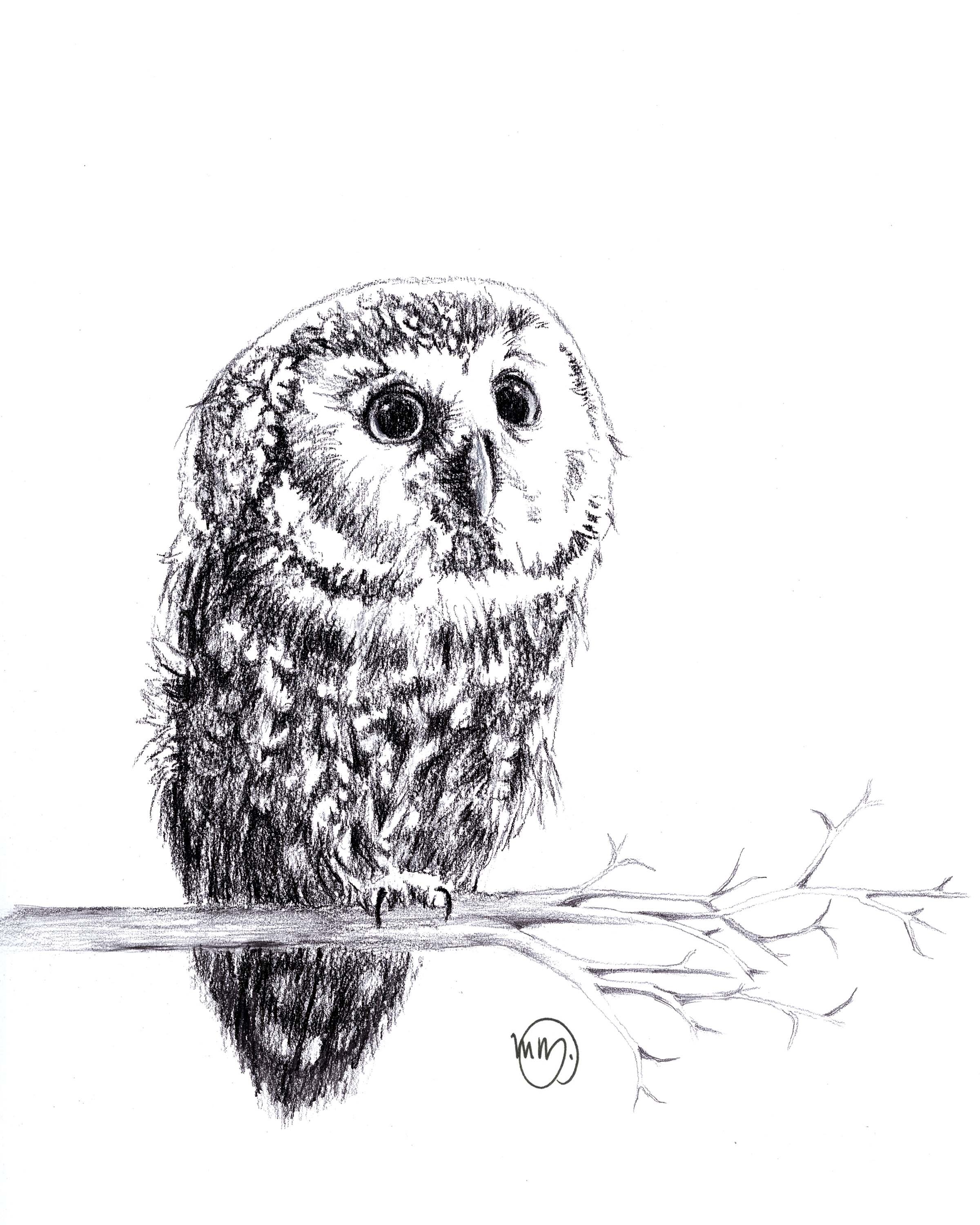 Baby Owl Sketch at PaintingValley.com | Explore collection of Baby Owl ...