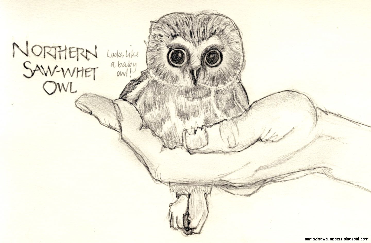 1440x943 Cute Baby Owls To Draw Amazing Wallpapers - Baby Owl Sketch
