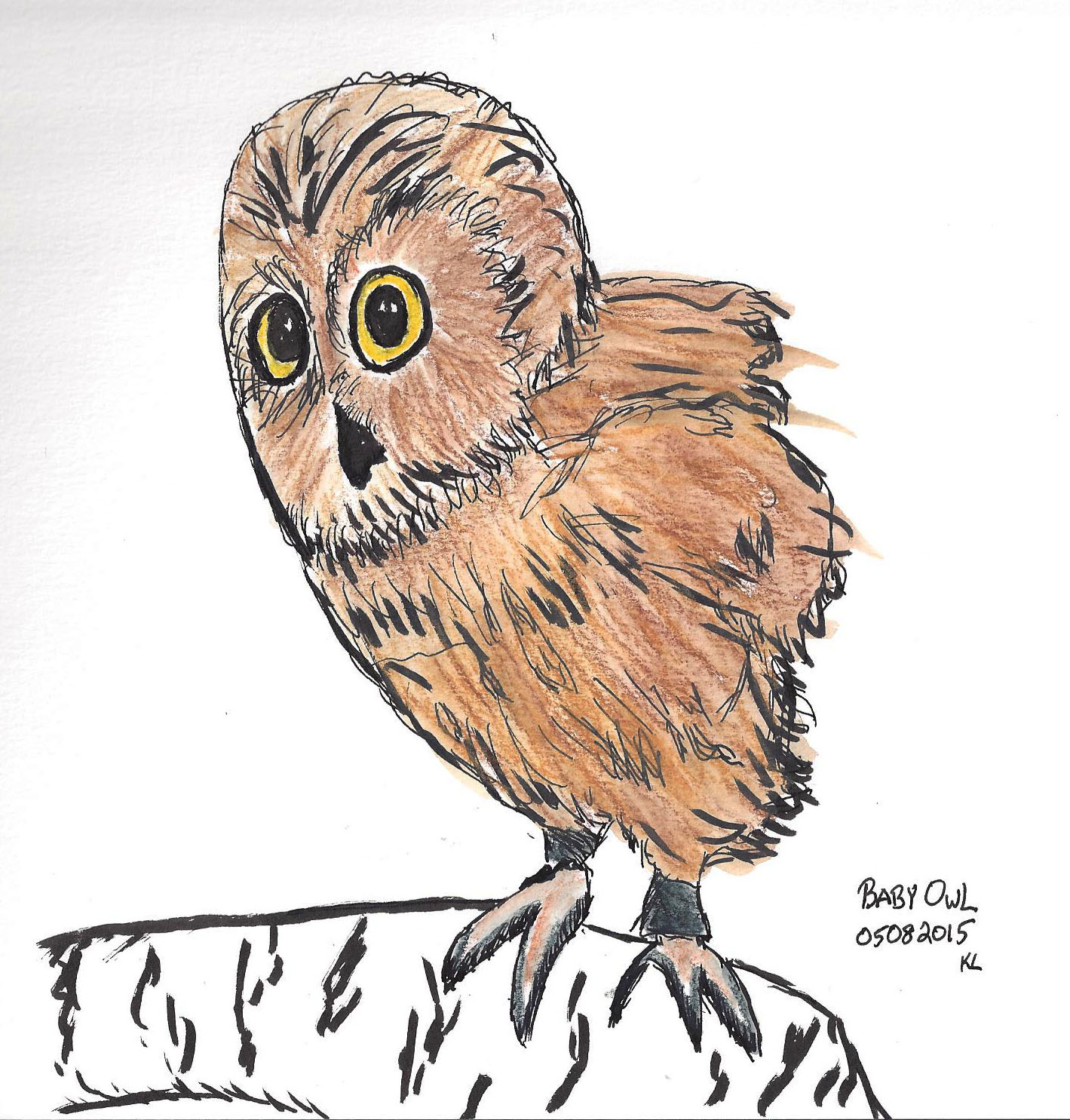 baby owl sketch