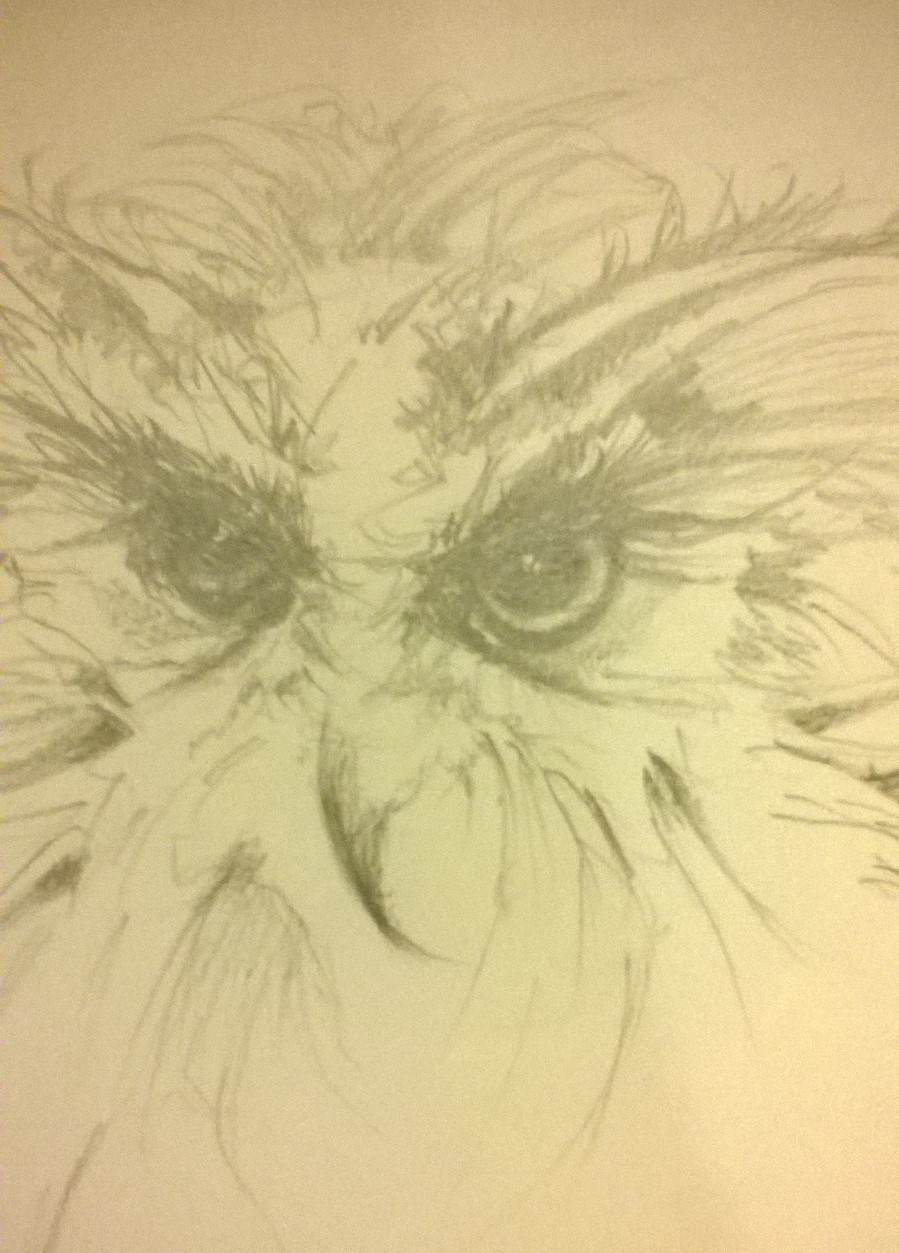 899x1253 Kaz Art - Baby Owl Sketch