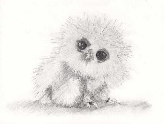 570x431 Original Pencil Drawing Of Baby Owl Etsy - Baby Owl Sketch