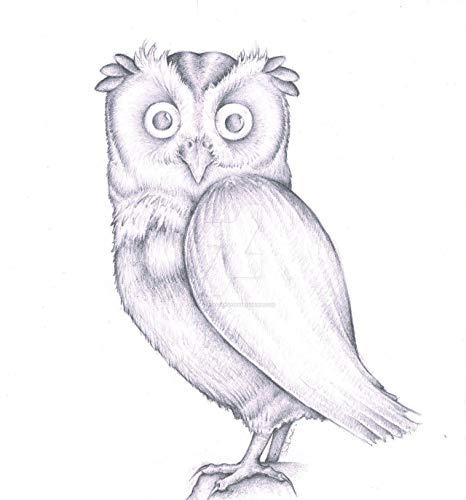466x500 Baby Owl Signed Art Print Amazon.co.uk Handmade - Baby Owl Sketch