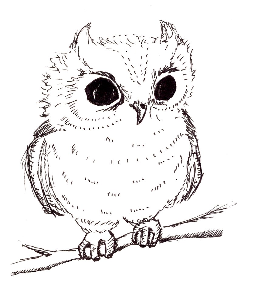 837x955 Baby Owl By Arani - Baby Owl Sketch