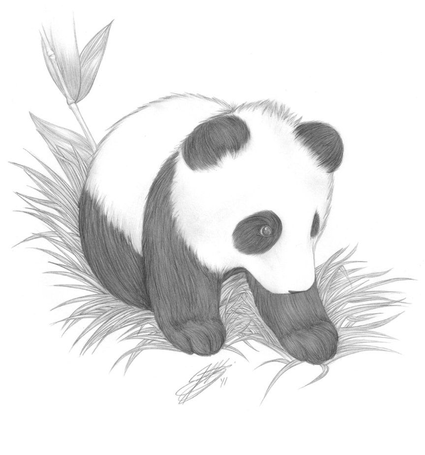 864x925 Drawings Of Cute Baby Pandas Picture Baby Panda Drawing Fun - Baby Panda Sketch