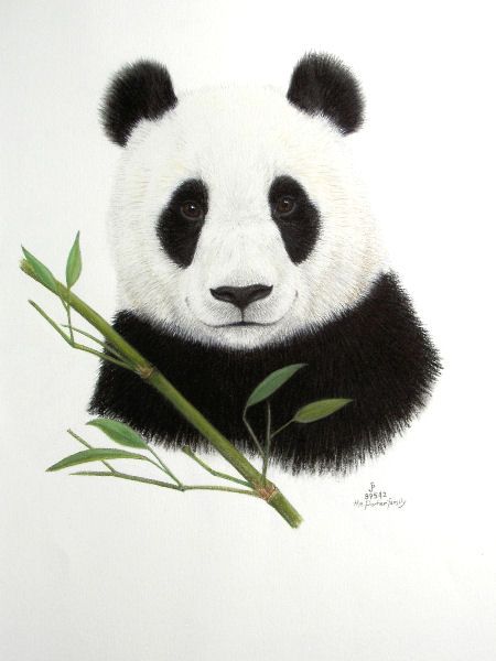 450x600 Clouds And Baby Panda Tattoo Sketch - Baby Panda Sketch