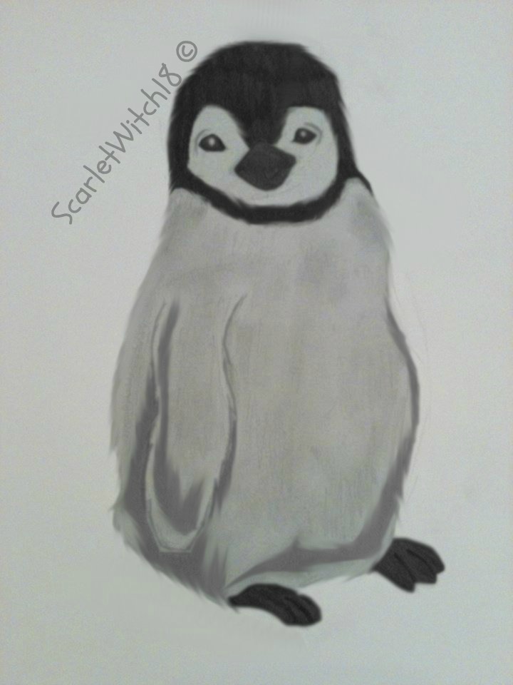 720x960 Baby Penguin Sketch - Baby Penguin Sketch