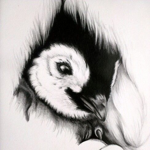 488x488 Baby Penguin Sketch Art Sketches, Drawings And - Baby Penguin Sketch