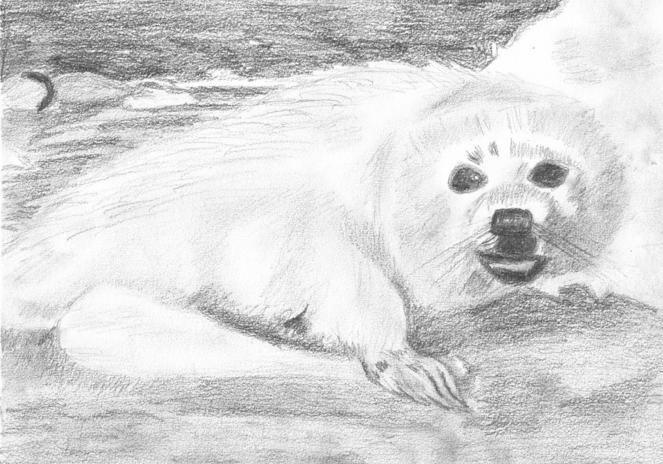 960x672 Baby Seal Sketch Products Available Now! Sharon1artist - Baby Seal Sketch