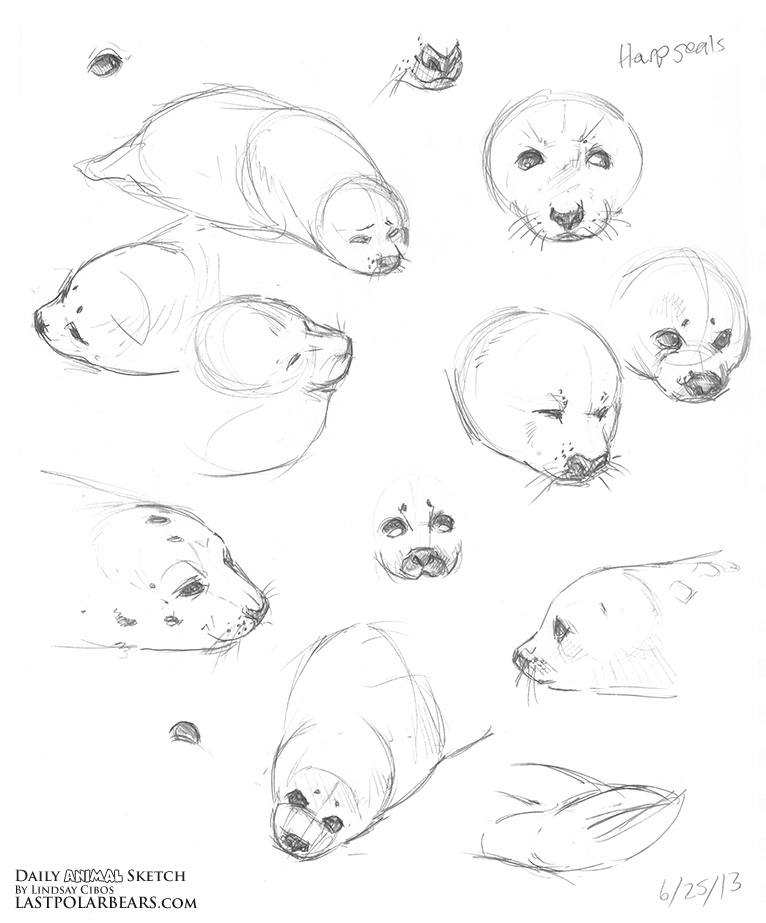 766x923 Daily Animal Sketch Arctic Bundle Last Of The Polar Bears - Baby Seal Sketch