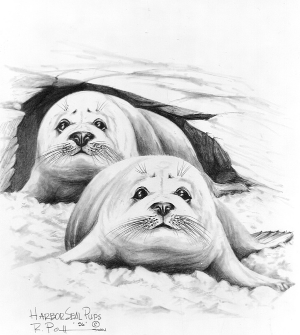 600x671 Harbor Seal Pups Drawing By Bob Patterson - Baby Seal Sketch